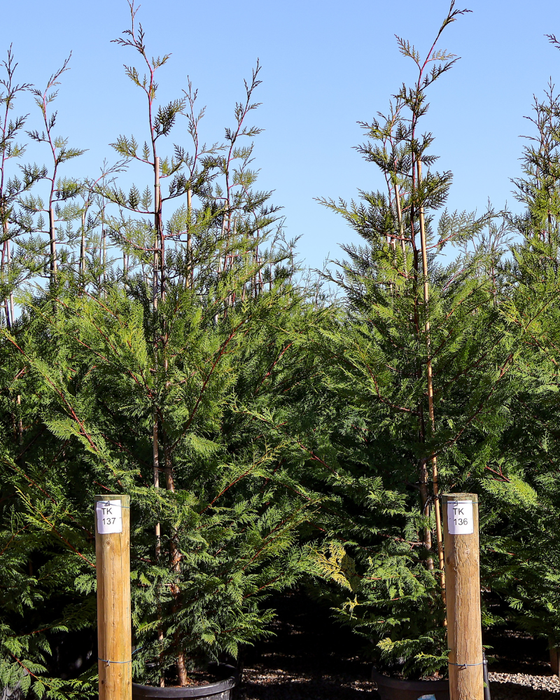 The Importance of Root Health: How to Choose Quality Trees