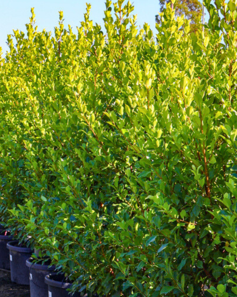 How to Deal with Common Tree Diseases and Pests