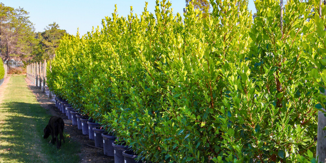 Healthy disease-resistant trees in a garden