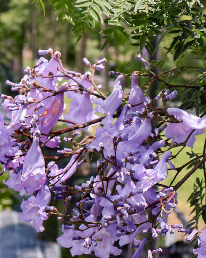 Creating a Seasonal Colour Palette with Flowering Trees