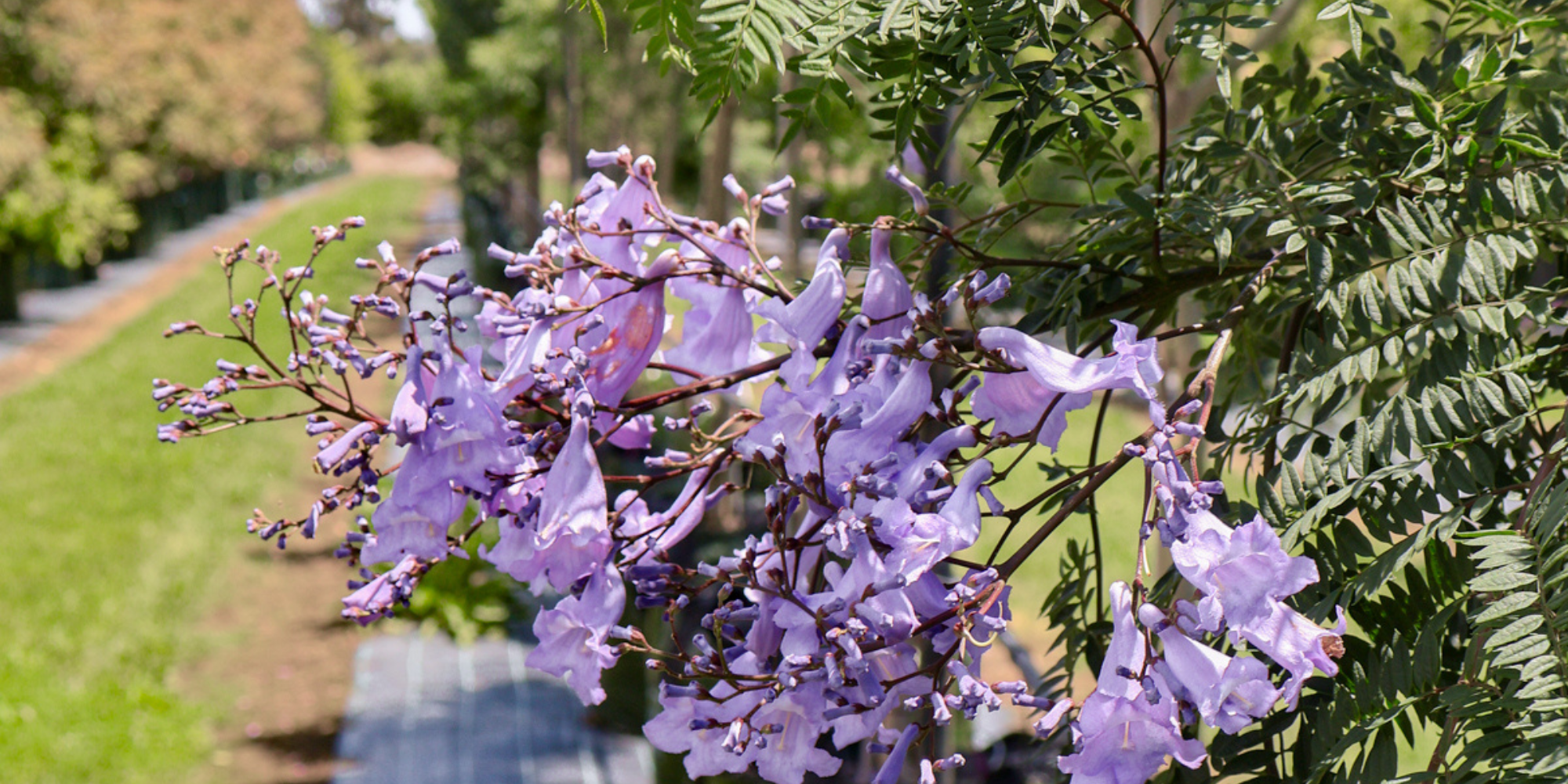 Creating a Seasonal Colour Palette with Flowering Trees