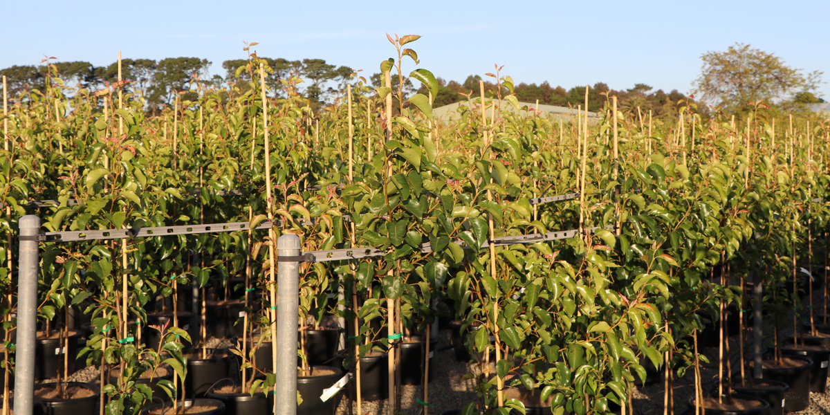 Top Avenue Trees to Make a Grand Entrance - Evergreen Trees Direct