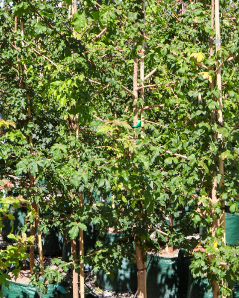 Creating a Lush Garden with Multi-Stem Trees