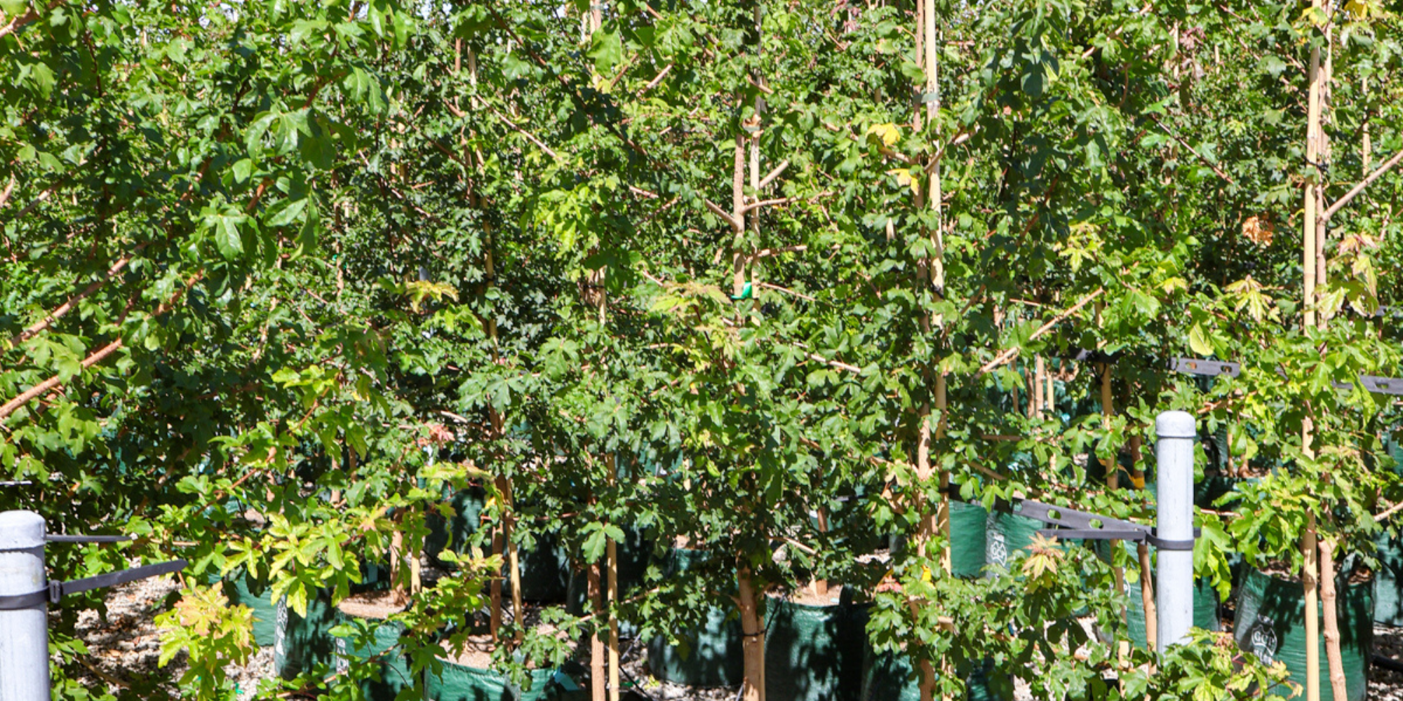 Creating a Lush Garden with Multi-Stem Trees