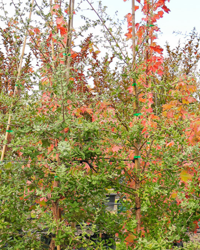 Create a Tranquil Backyard Retreat with Feature Trees