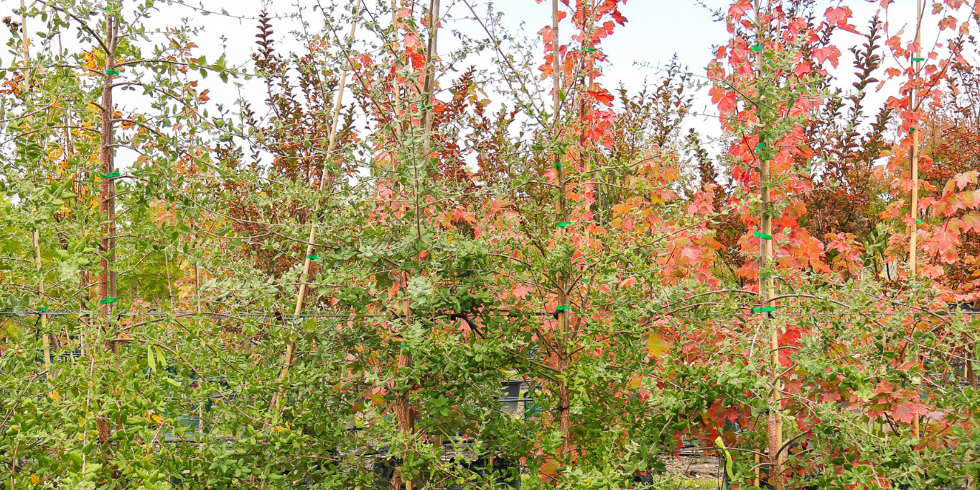 Create a Tranquil Backyard Retreat with Feature Trees