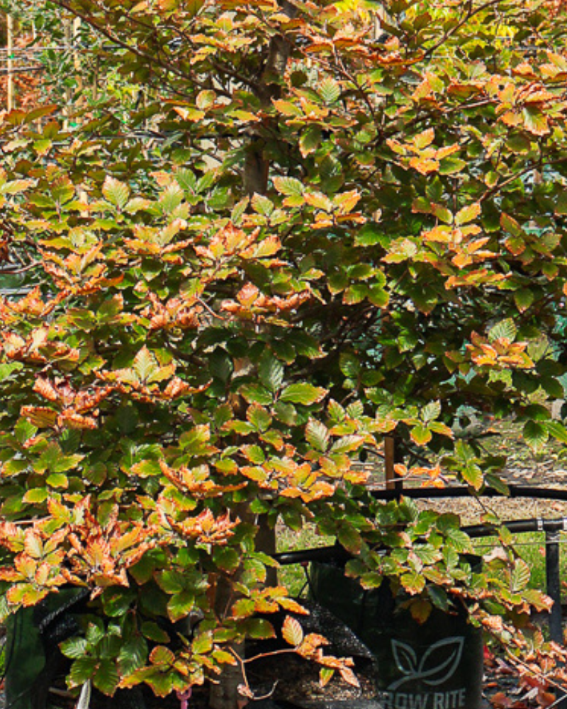 Using Trees to Reduce Noise Pollution in Urban Areas
