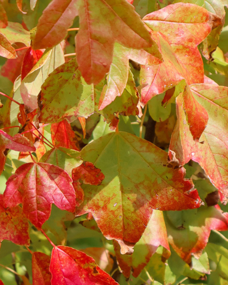 Why Every Garden Needs a Japanese Maple