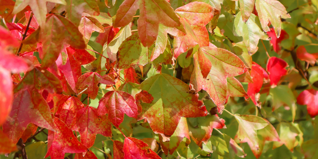 Japanese Maple feature tree in a garden
