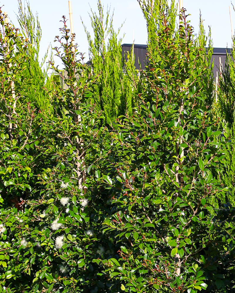 How to Grow Healthy Hedges in Any Climate