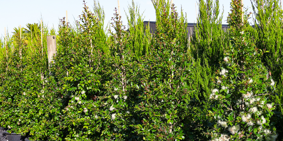 How to Grow Healthy Hedges in Any Climate - Evergreen Trees Direct