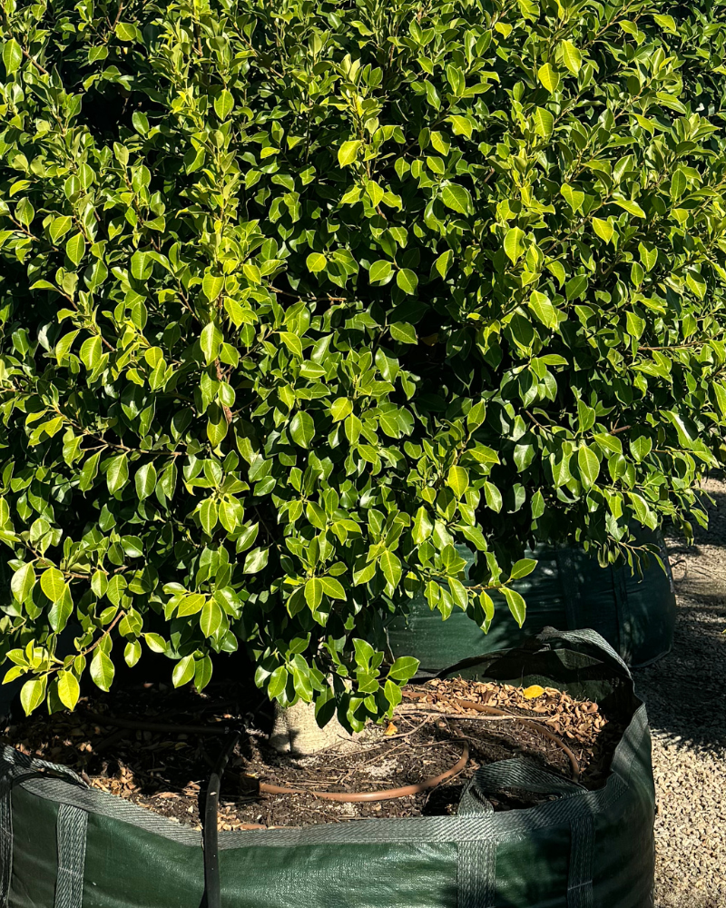 Drought-Tolerant Trees for Australia's Hot Summers