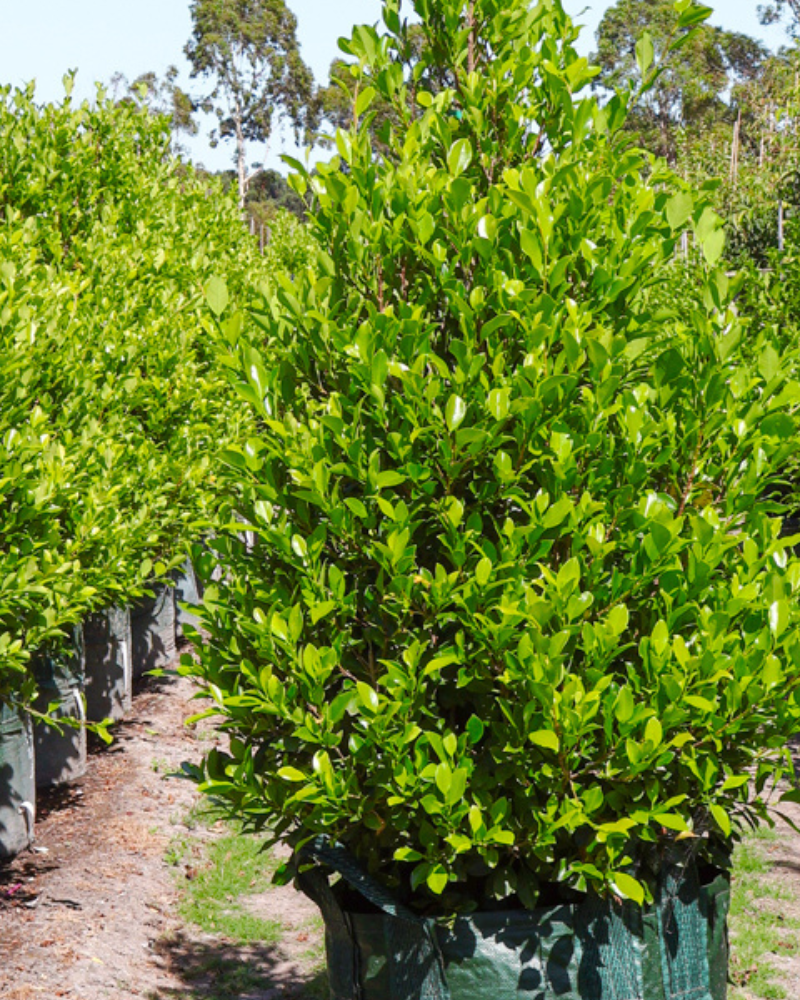 Creating a Safe and Fun Play Area with Trees for Children