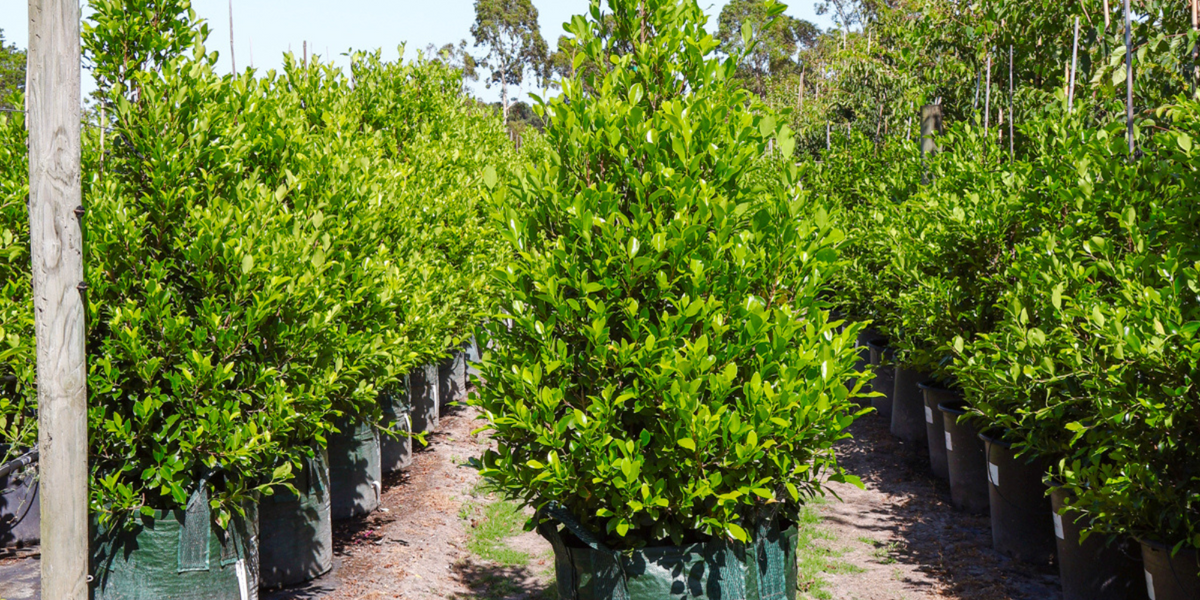 Safe Play Area Trees for Children | Evergreen Trees Direct - Evergreen ...