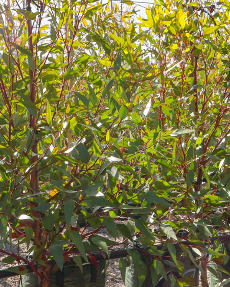 How to Choose Trees That Support Local Fauna