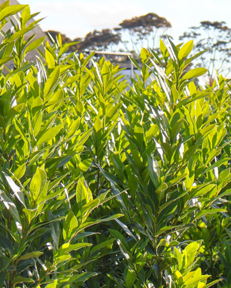 Best Trees for Small Gardens