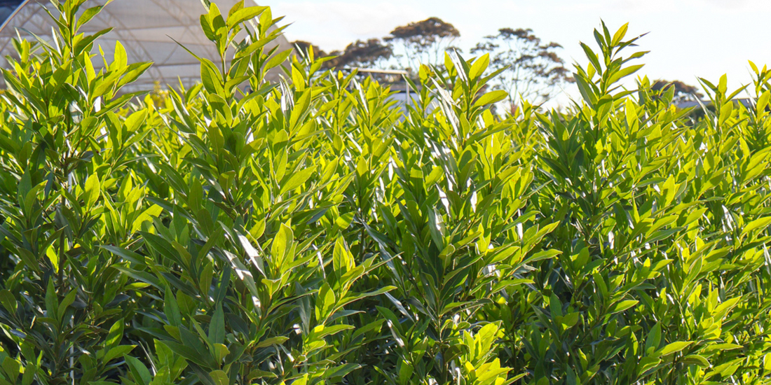 Best Trees for Small Gardens