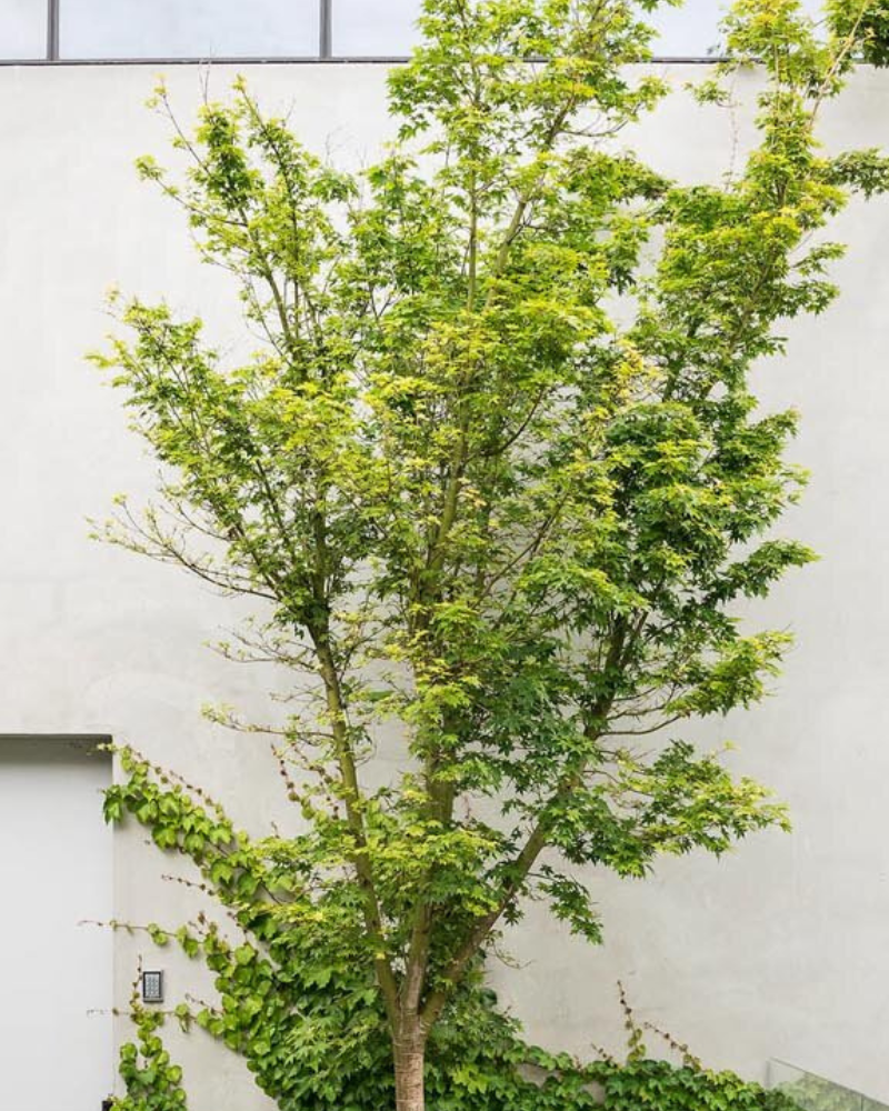 Top Trees for Year-Round Colour: 5 Picks That Cover Every Season