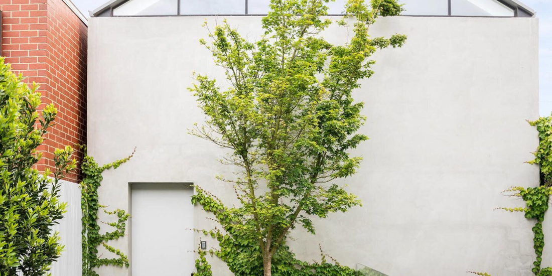 Top Trees for Year-Round Colour: 5 Picks That Cover Every Season