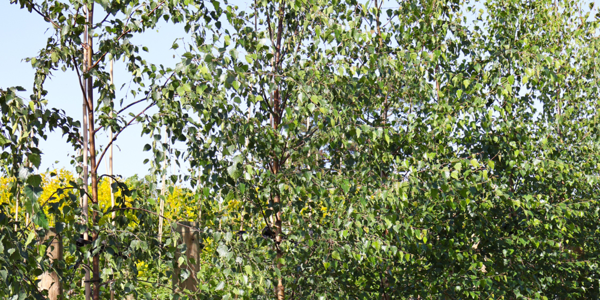 How to Choose Trees for Winter Interest