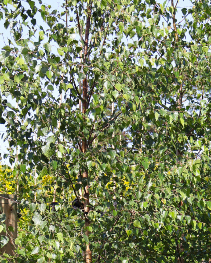 How to Choose Trees for Winter Interest