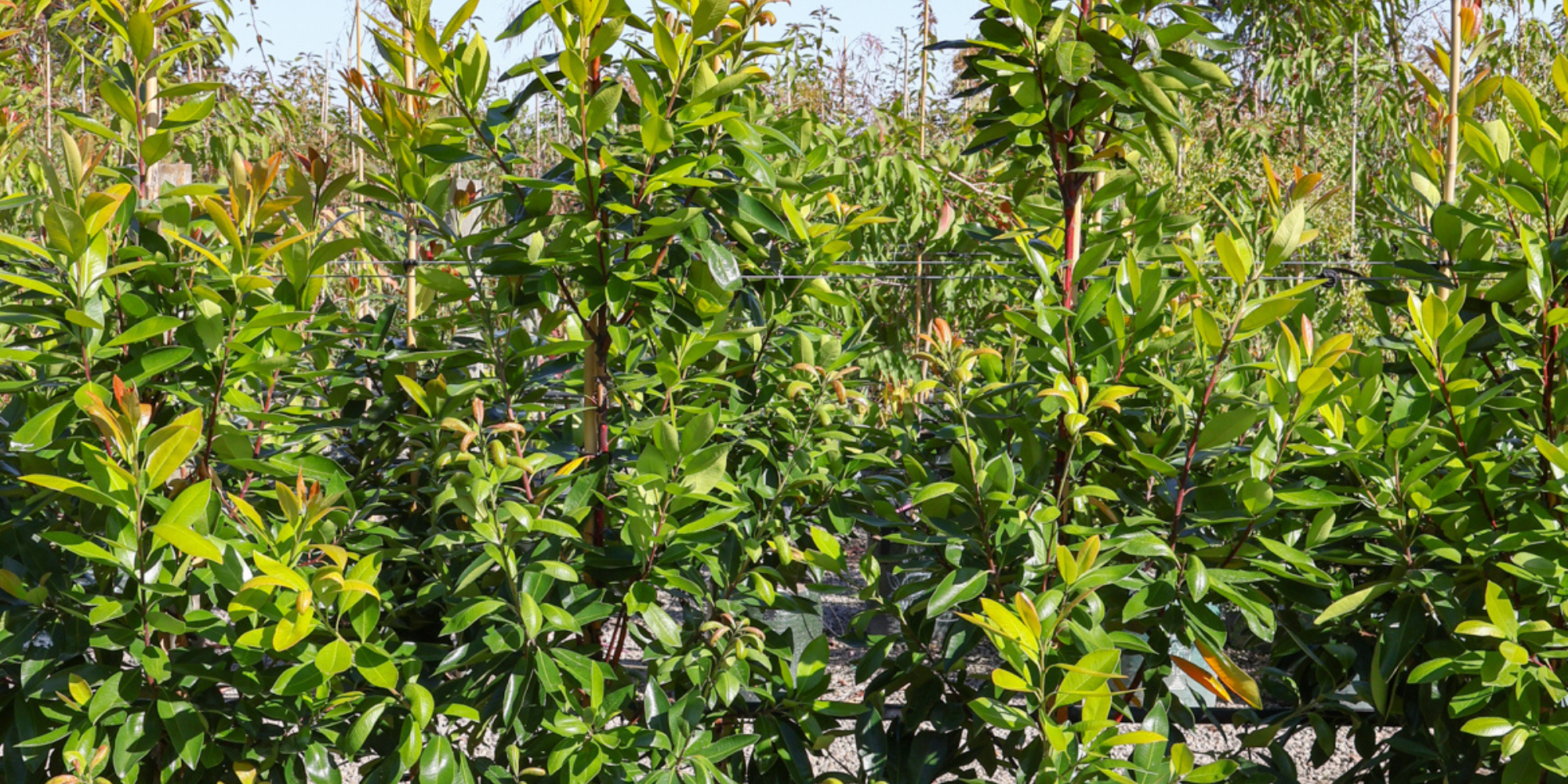 The Best Trees to Plant Near Patios and Decks