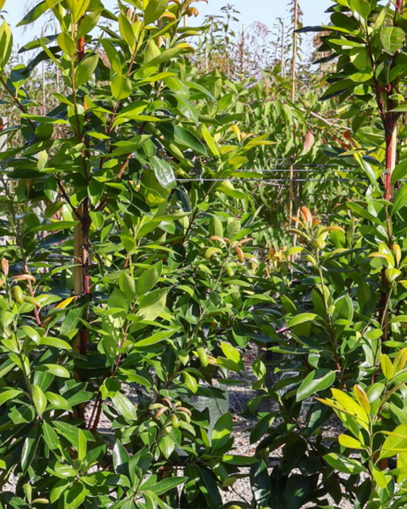 Best Trees to Plant Near Patios and Decks: 5 Picks That Frame Outdoor Living