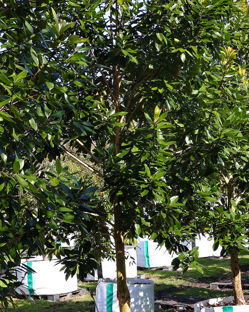 Using Trees to Create a Child-Friendly Garden