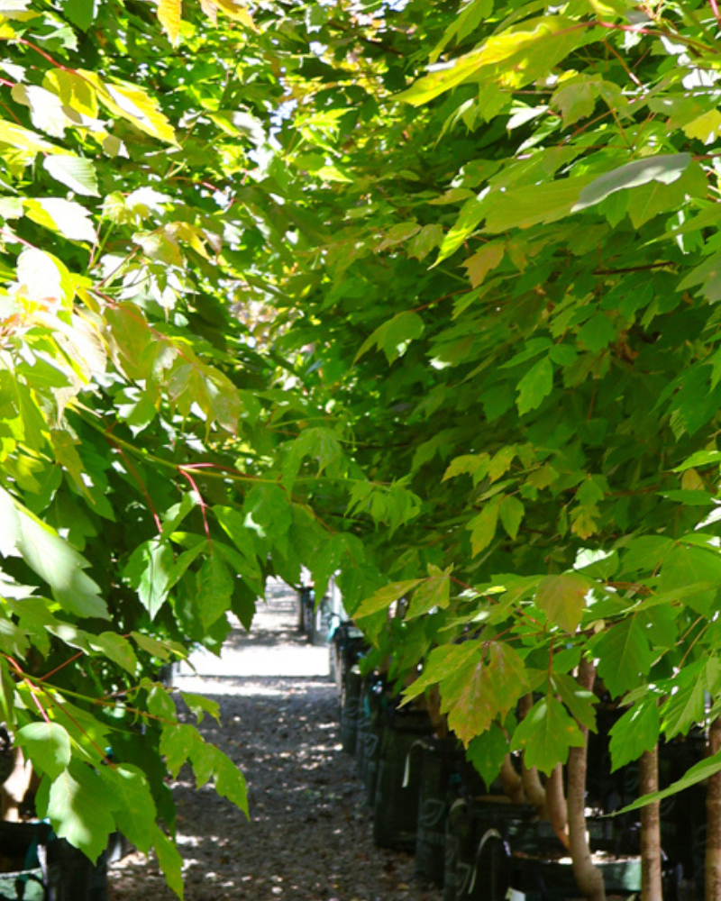 Choosing the Right Shade Tree for Your Garden