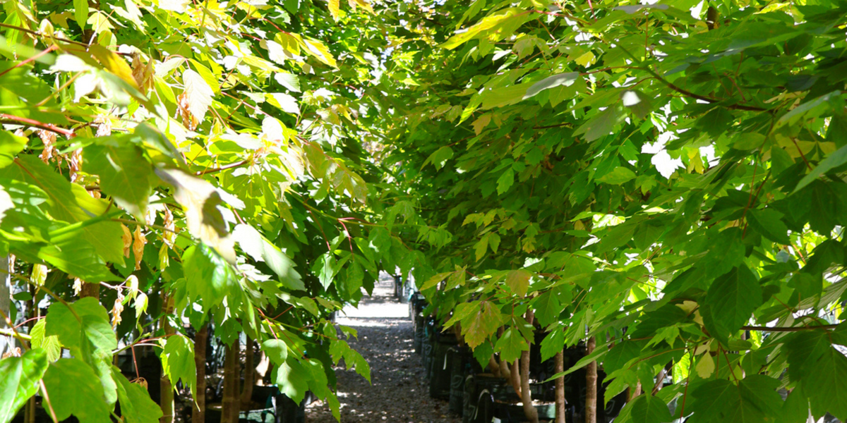 Choosing the Right Shade Tree for Your Garden - Evergreen Trees Direct