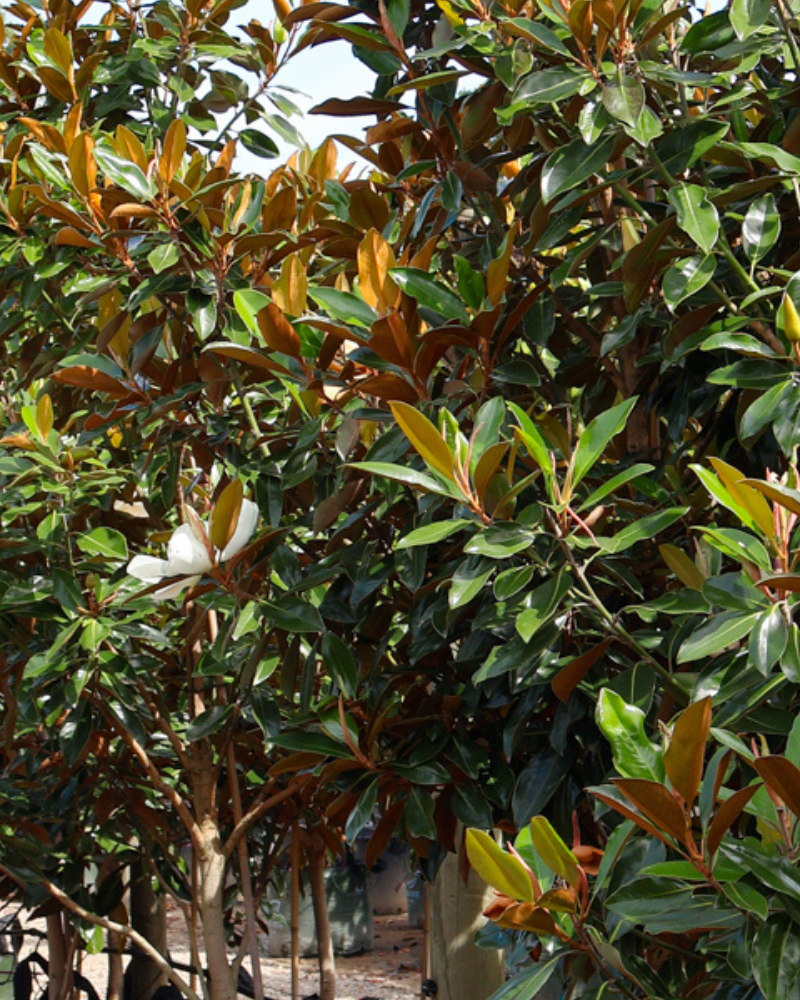 Best Trees to Reduce Your Home's Energy Costs: 5 Picks That Cut Cooling Load and Heat Bill