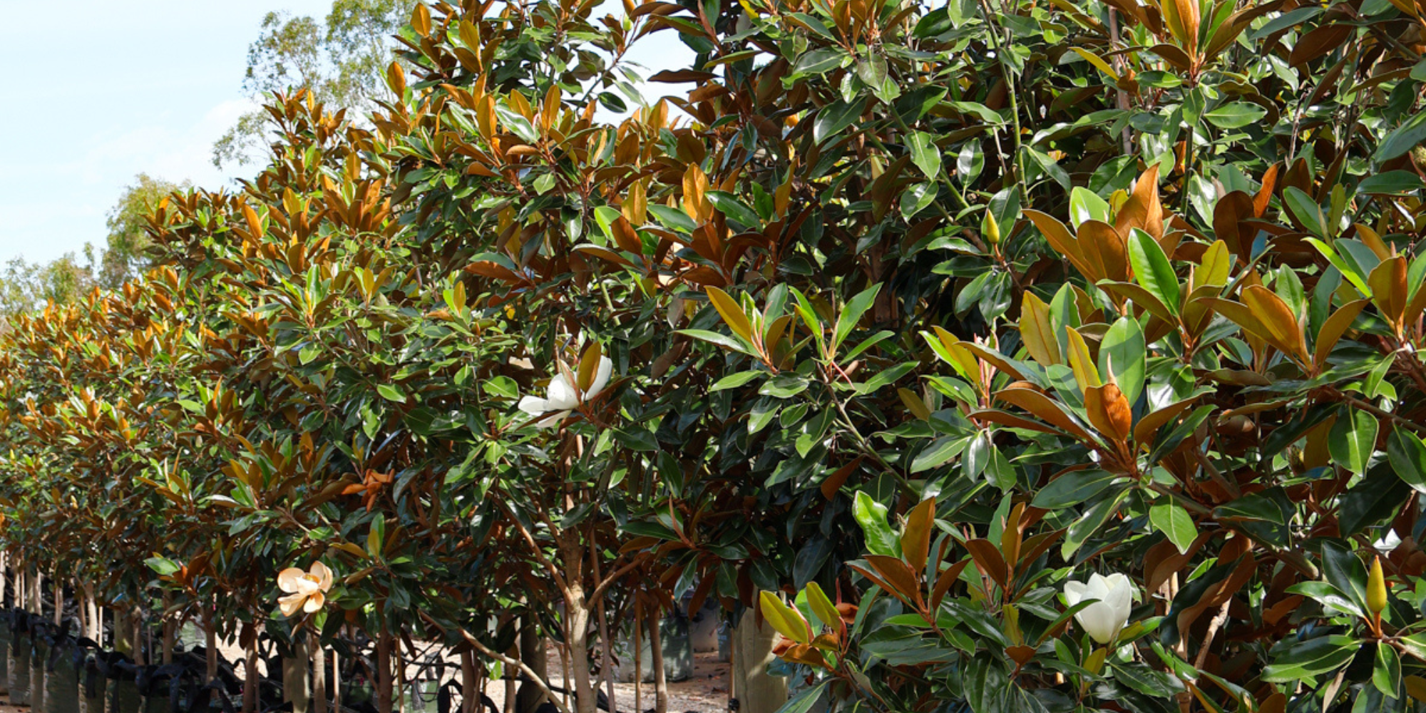 Best Trees to Reduce Your Home's Energy Costs: 5 Picks That Cut Cooling Load and Heat Bill