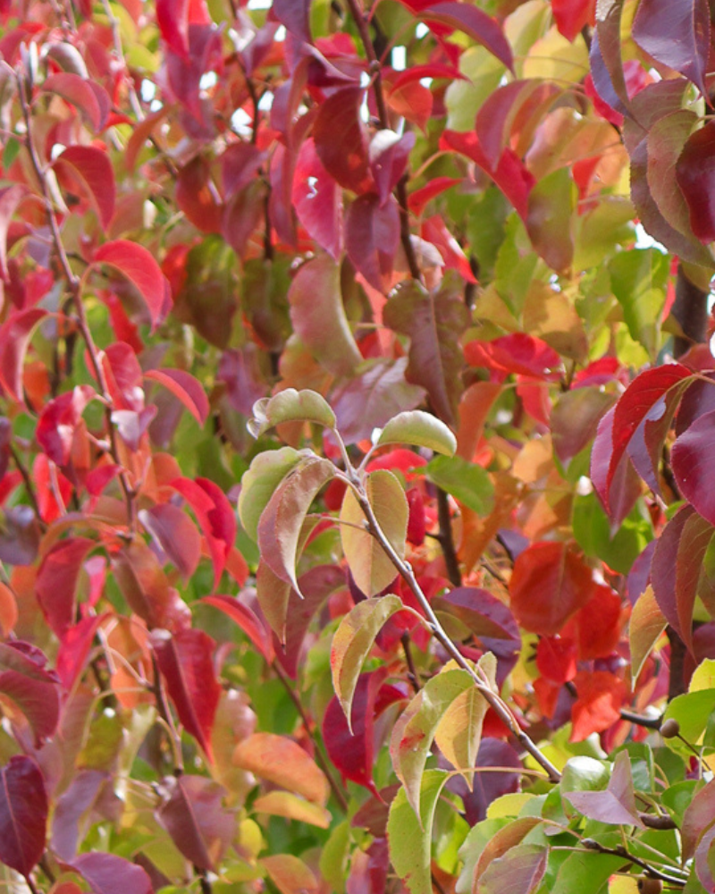 Benefits of Planting a Fruit Tree in Your Garden