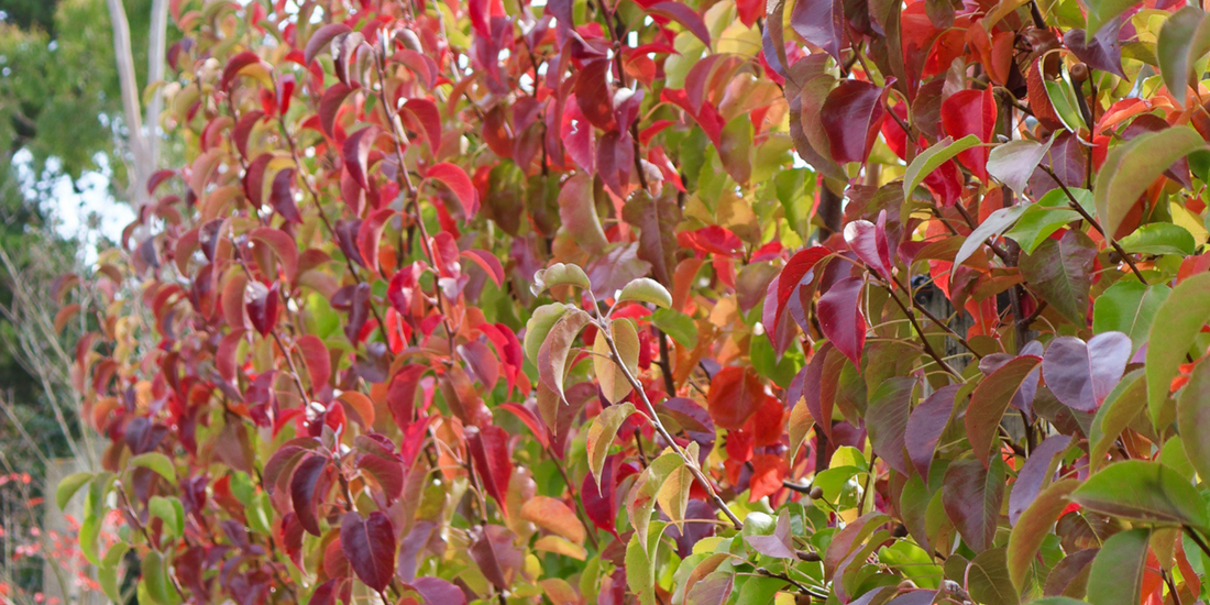 Benefits of Planting a Fruit Tree in Your Garden