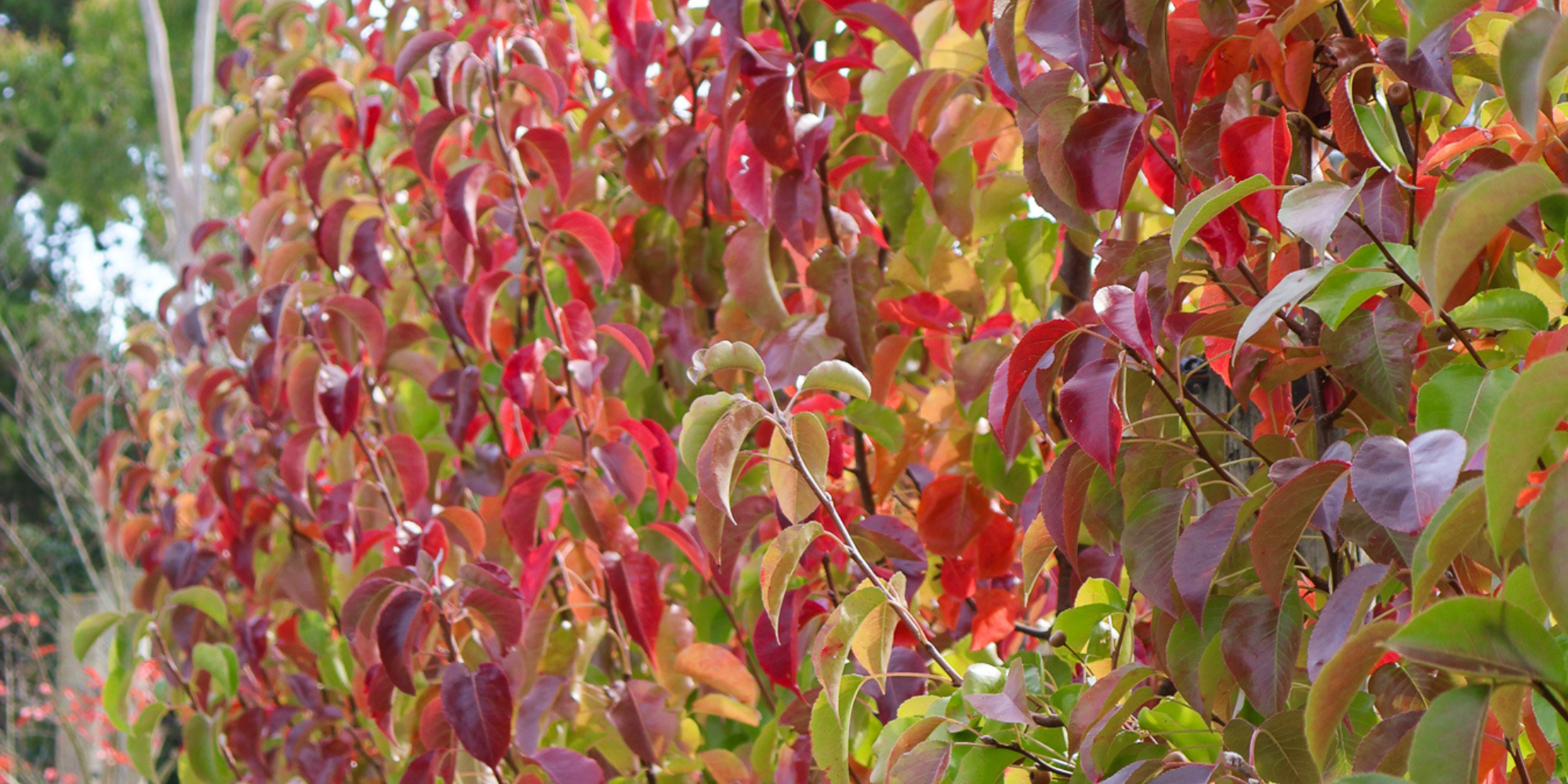 Benefits of Planting a Fruit Tree in Your Garden
