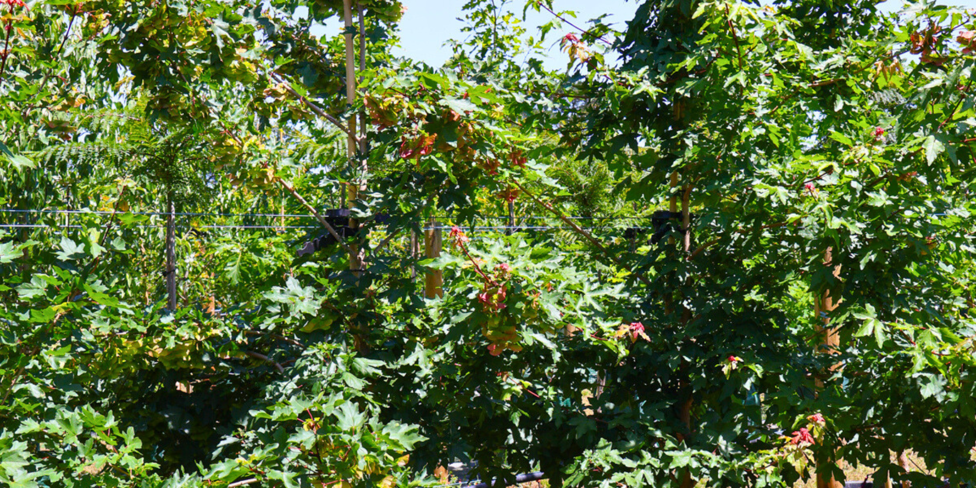 The Best Trees for Shady Gardens