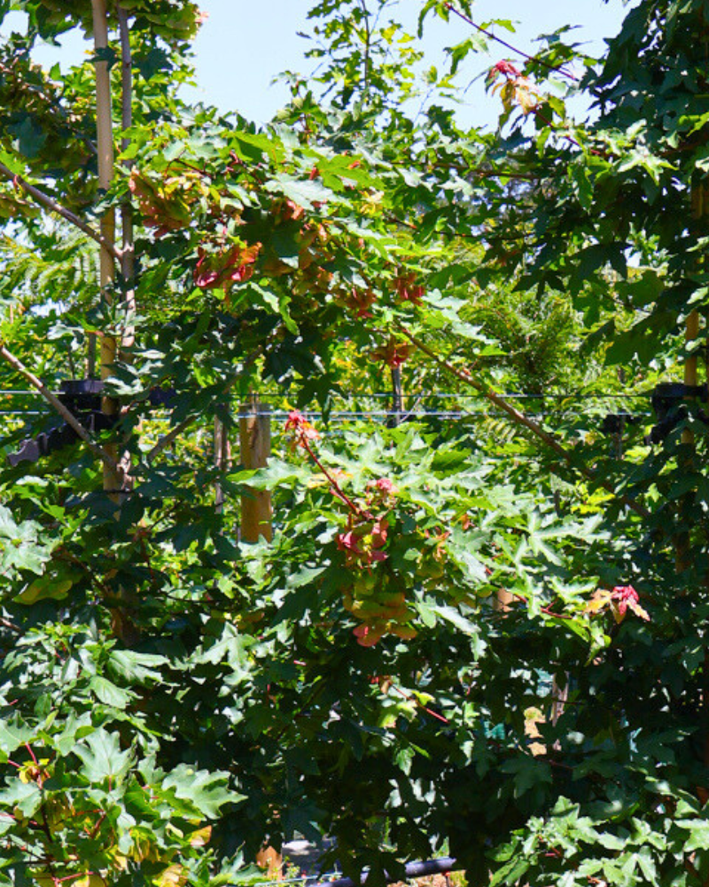 Best Trees for Shady Gardens