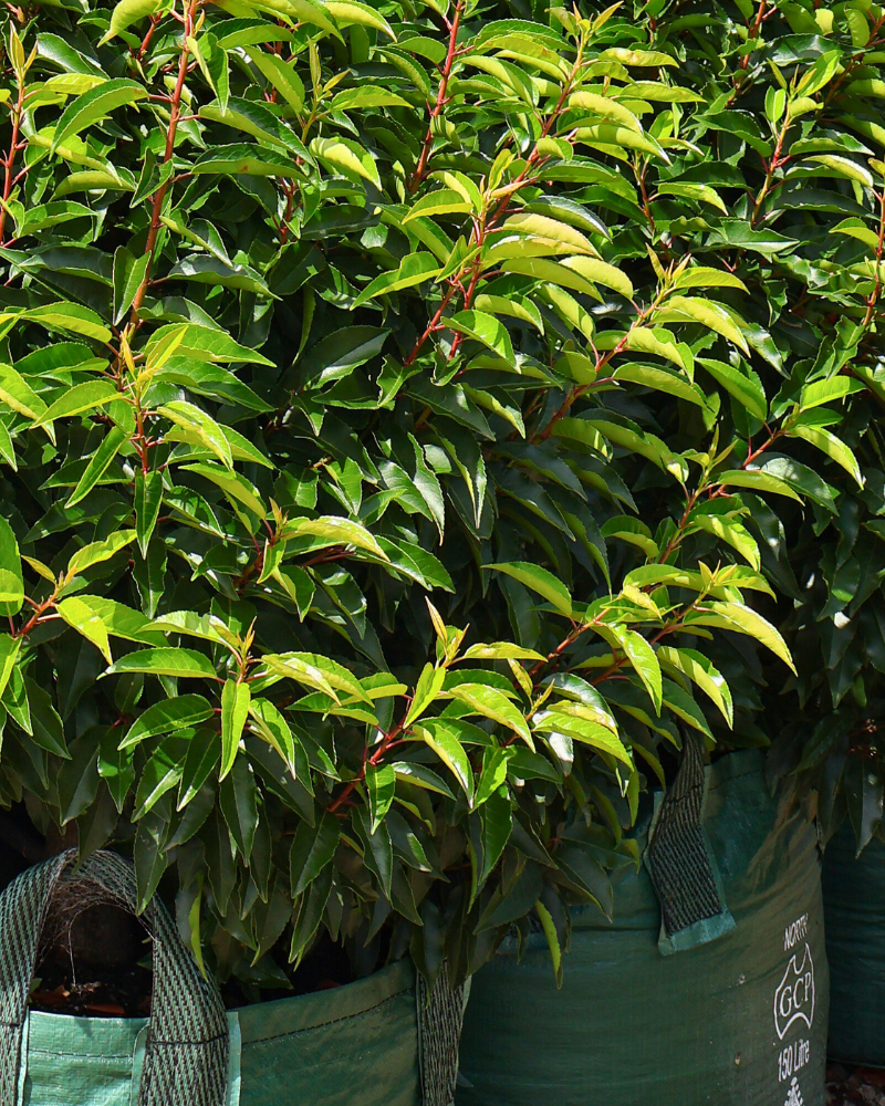 Top 5 Privacy Trees for Urban Gardens