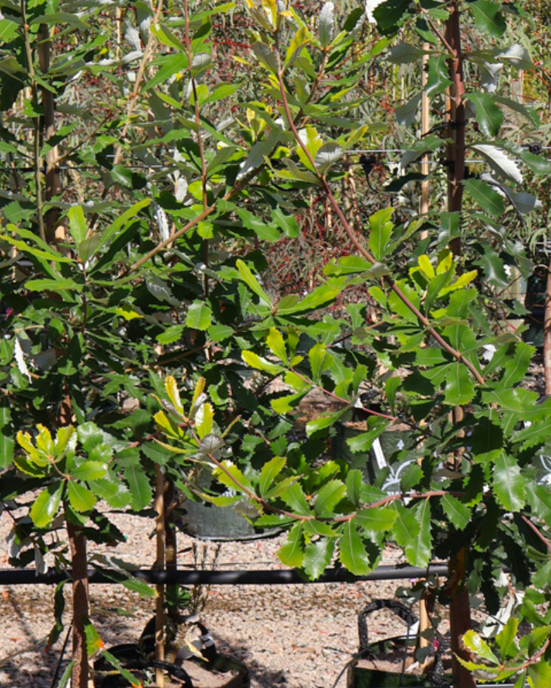 Creating a Low-Water Garden with Drought-Tolerant Trees