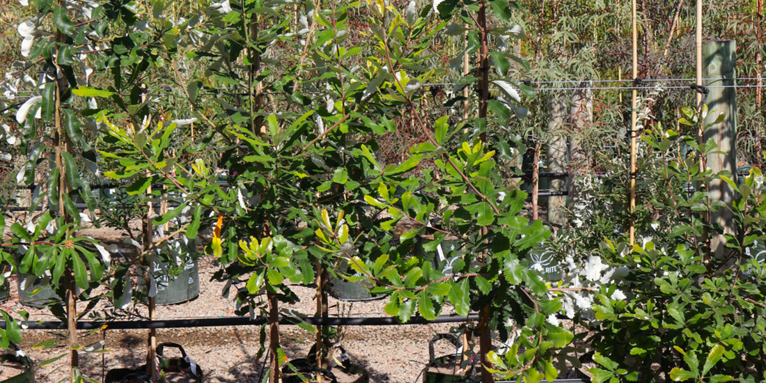 Creating a Low-Water Garden with Drought-Tolerant Trees