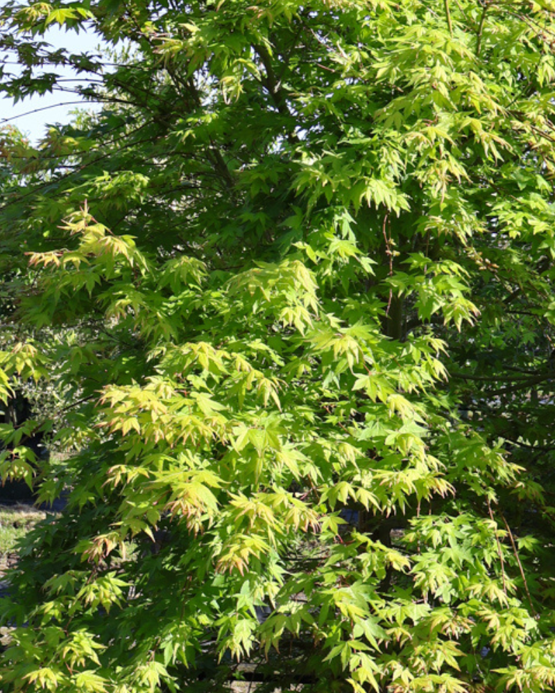 How to Use Feature Trees to Lift Your Landscape