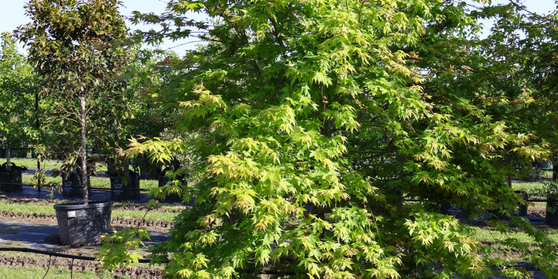 How to Use Feature Trees to Lift Your Landscape