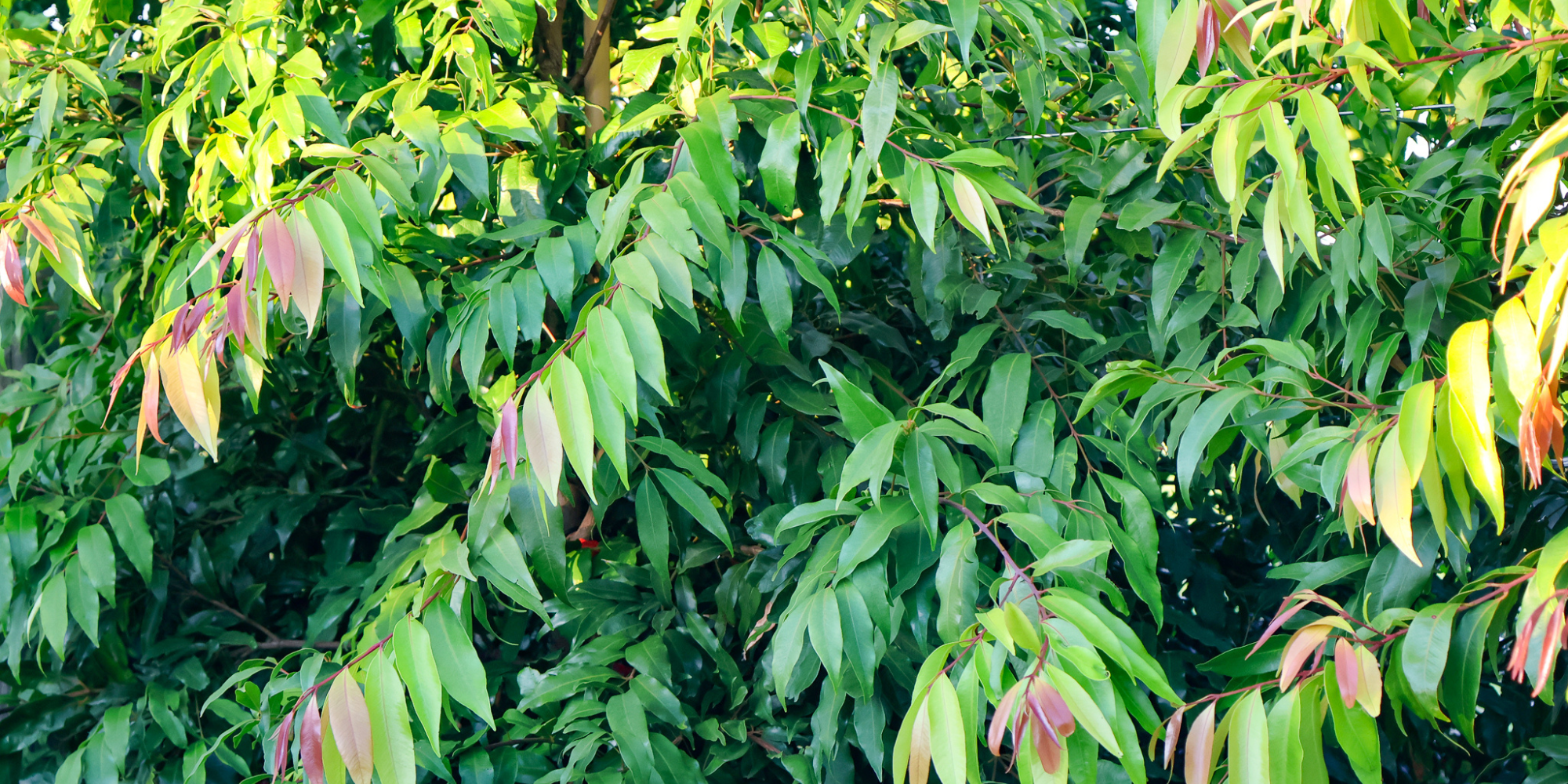 Trees That Improve Air Quality in Urban Gardens