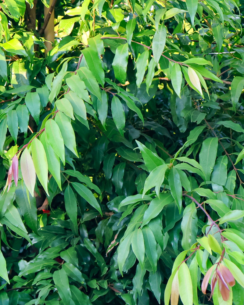 Trees That Improve Air Quality in Urban Gardens