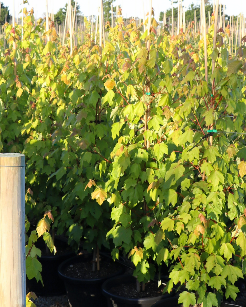 Benefits of Using Deciduous Trees in Australian Gardens