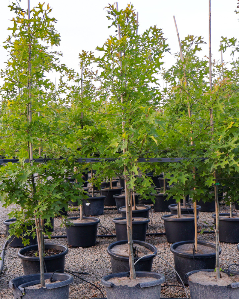 How to Choose the Right Trees for Your Garden's Soil Type