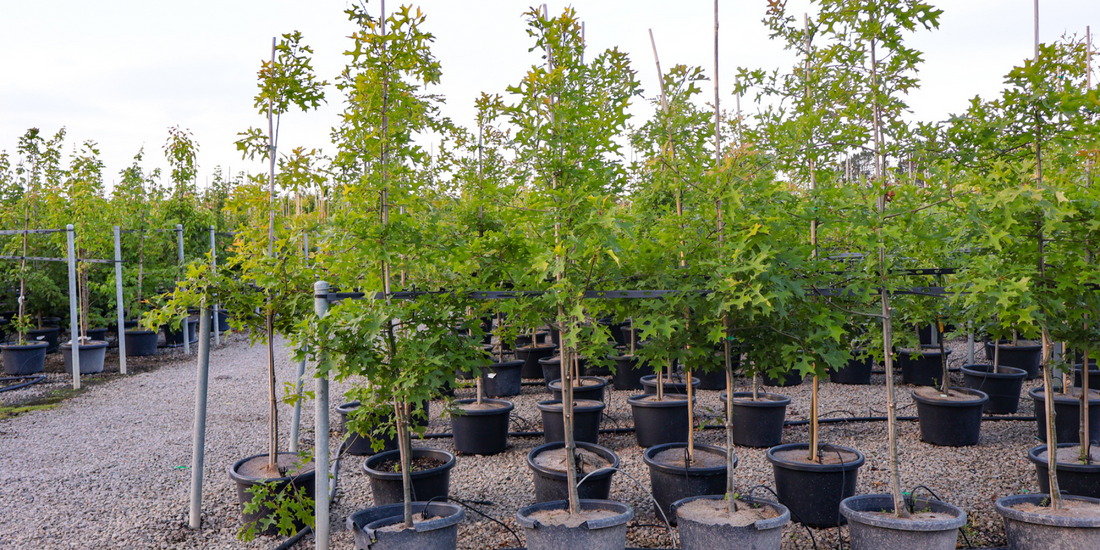 How to Choose the Right Trees for Your Garden's Soil Type