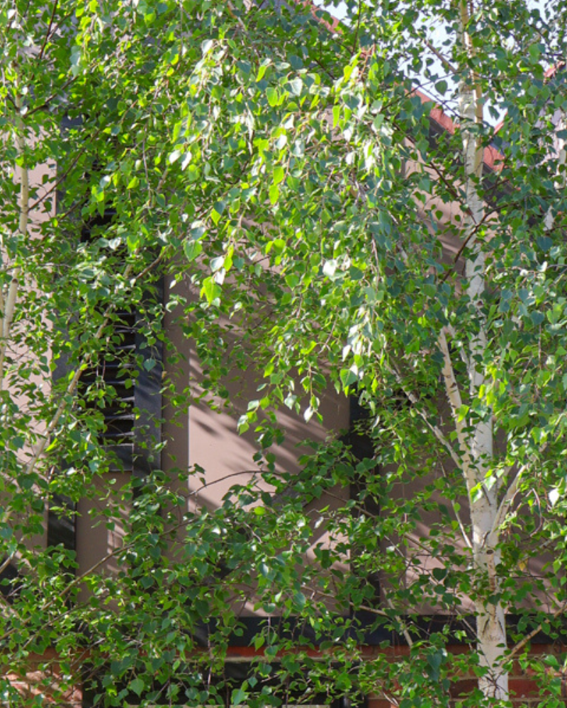 Why Autumn Is the Best Time to Plant Deciduous Trees