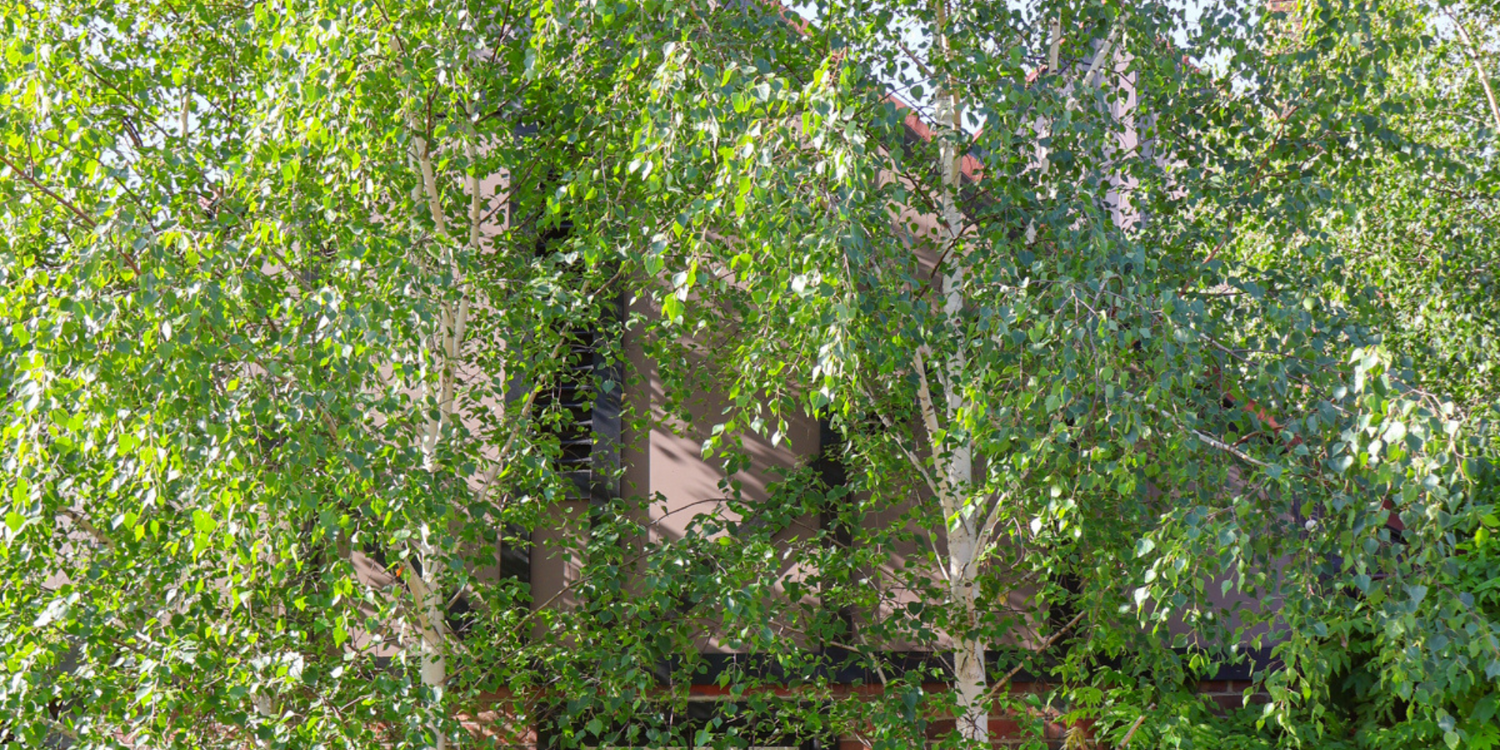 Why Autumn Is the Best Time to Plant Deciduous Trees