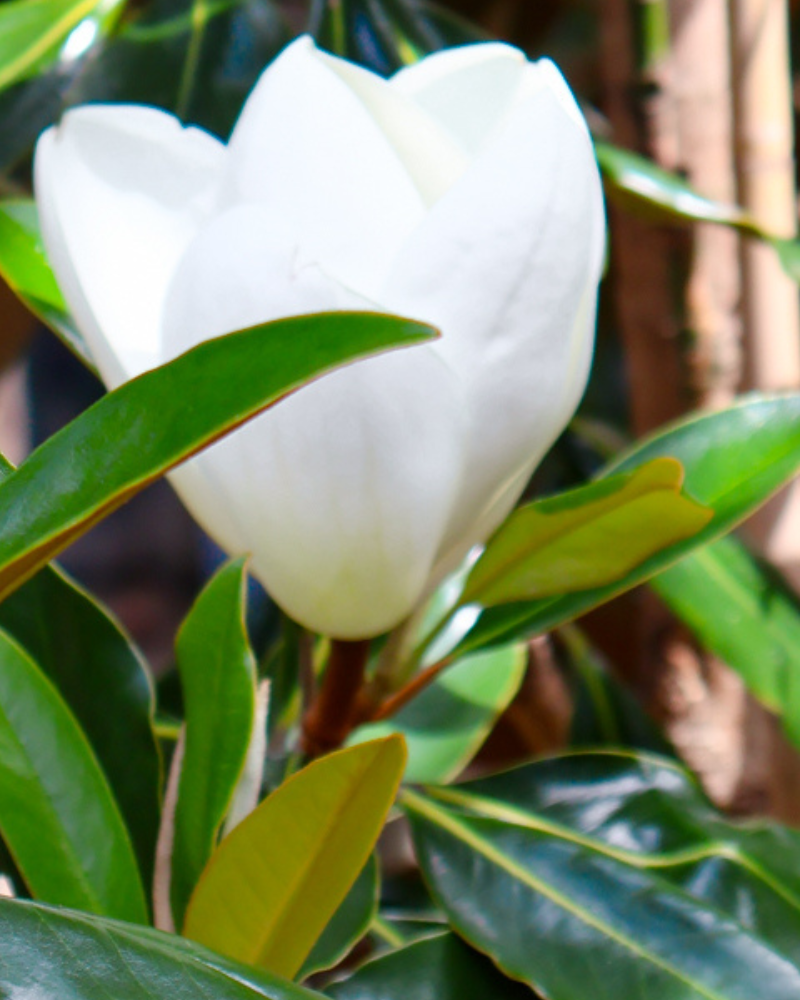 Evergreen Trees That Thrive in Australia's Varied Climates